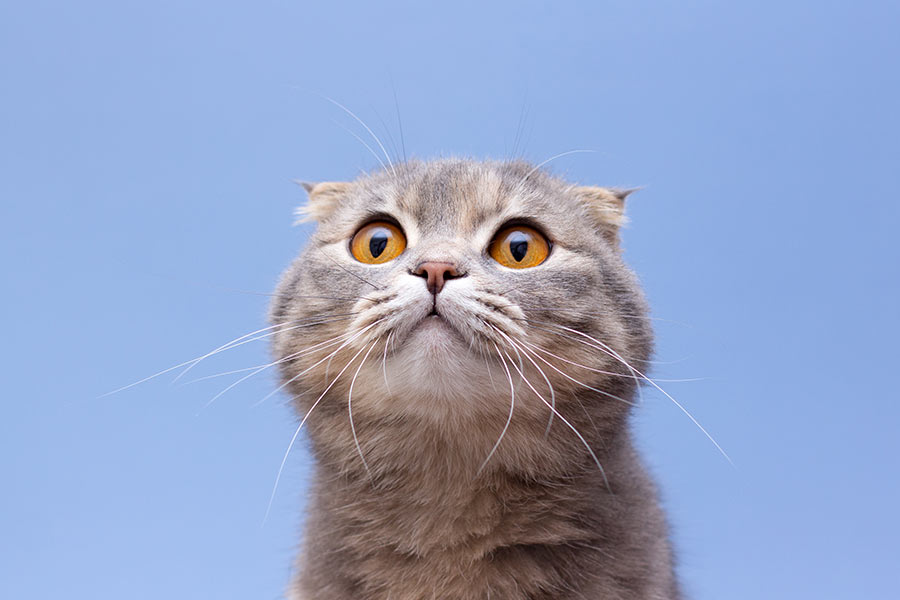 No momento, você está visualizando Tails of Surprise: Unearthing Hidden Gems in the Pet Shop Gift