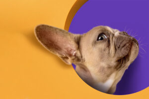 Leia mais sobre o artigo Critter Chronicles: Random Musings from the Pet Shop Floor