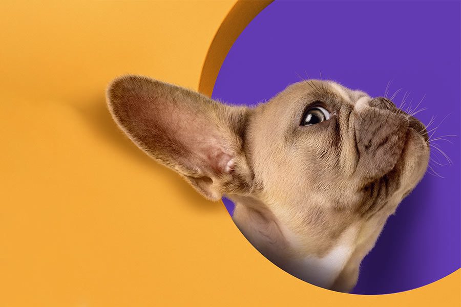 No momento, você está visualizando Critter Chronicles: Random Musings from the Pet Shop Floor