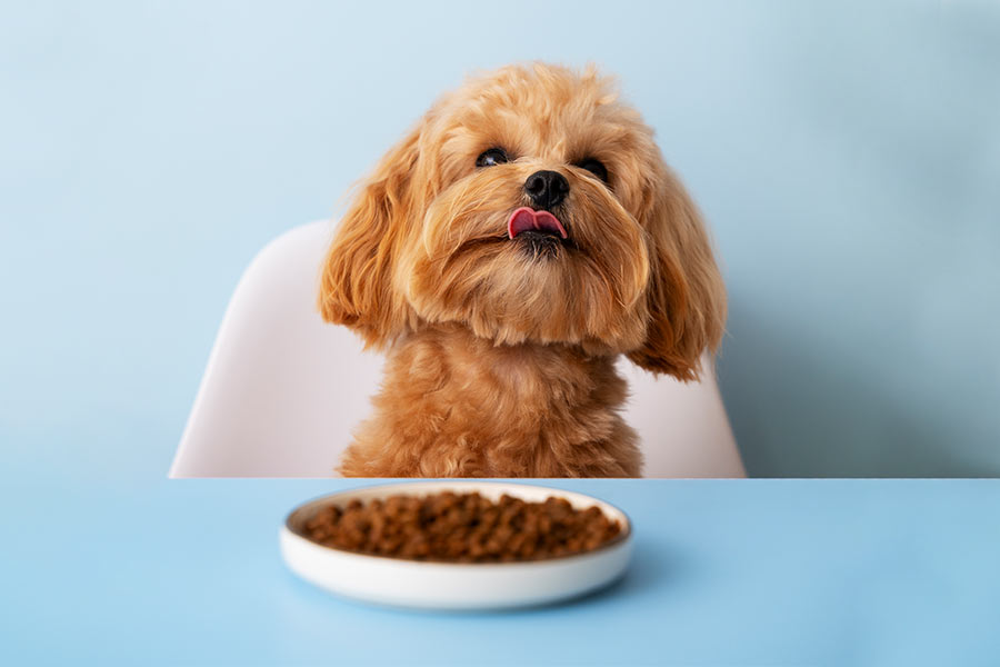 No momento, você está visualizando Random Rendezvous: Unexpected Encounters at the Pet Shop